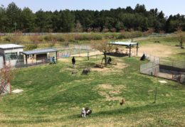 ドッグランえぼし小型犬エリア